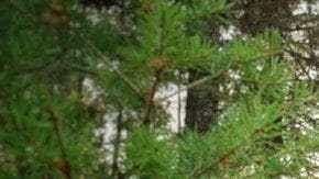 Una cabaña construída con materiales reciclables se convierte en un sueño vacacional.