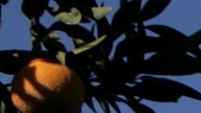 Recientemente  ICE ha realizado auditorías en unos ocho lugares de trabajo en el Valle de San Joaquín.