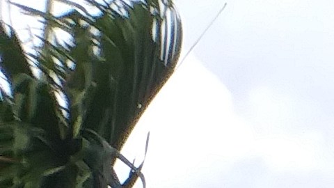 Estudiantes de Hialeah (Florida) se sumaron a las protestas contra las armas. Foto: proporcionada