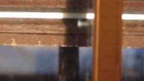 La marmota Chuck predijo una primavera temprana.