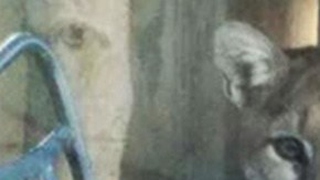 Danielle Deming reportó que el puma estaba en el jardín de su casa y autoridades intervinieron a tiempo.