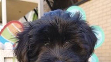 Seis refugios para animales de la ciudad de Los Ángeles son parte de esta promoción.