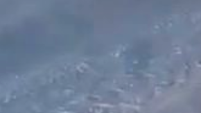 Una conductora de autobús mantiene una rutina especial de lunes a viernes, realizando una parada para alimentar a un perro callejero.