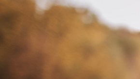 Catarro, Rinitis o gripe