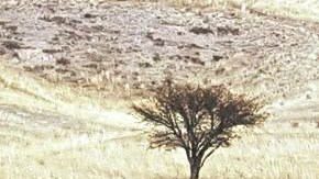 Animales exóticos fueron asegurados en la propiedad de César Duarte.