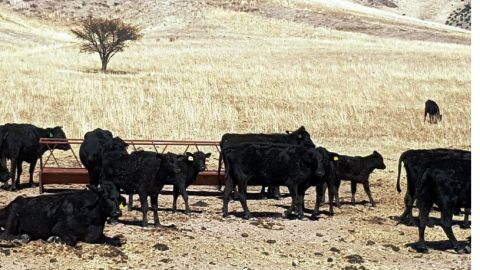 Animales exóticos fueron asegurados en la propiedad de César Duarte.