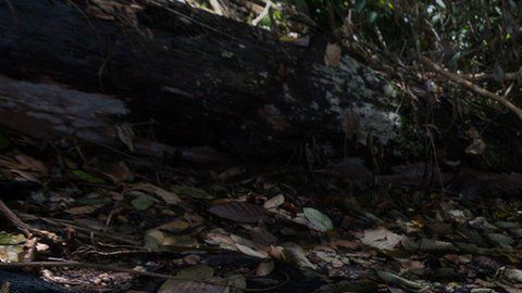 Un año después, de la hoguera que se cobró la vida de Vilma Trujillo, nada más quedan algunas ramas quemadas y una cuerda deshilachada. (Foto: BBC/Carlos Herrera)