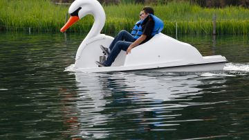 Uno de los botes cisnes se desliza por el lago de Echo Park. (Aurelia Ventura/La Opinion)