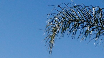 Diversos grupos en Santa Ana se manifestaron en pro de la SB54. / Foto: Aurelia Ventura