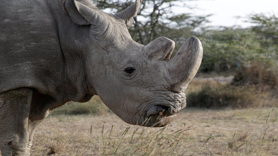 Cómo salvar la especie, cuando ya murió el último rinoceronte blanco del norte macho