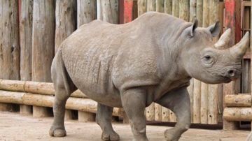 Rinocerontes de Java