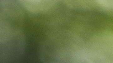 Cuando Trump se siente atrapado, lanza otra medida que perjudica a inmigrantes o refugiados