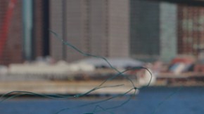 La limpieza de los océanos es necesaria para asegurar la preservación de muchas especies marinas.