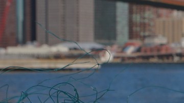 La limpieza de los océanos es necesaria para asegurar la preservación de muchas especies marinas.