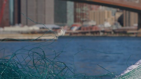 La limpieza de los océanos es necesaria para asegurar la preservación de muchas especies marinas.