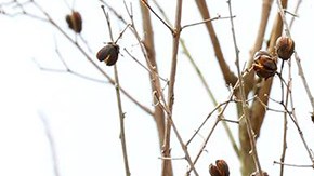 Un cardinal amarillo es, hoy por hoy, un pájaro raro y difícil de ver volando libre en la naturaleza de los Estados Unidos.