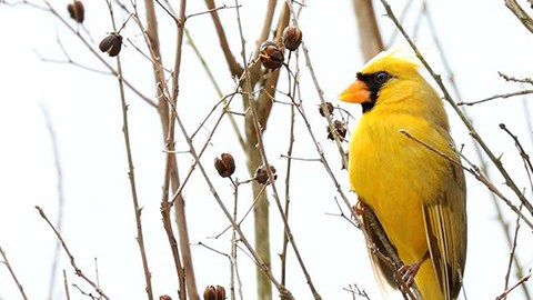 Un cardinal amarillo es, hoy por hoy, un pájaro raro y difícil de ver volando libre en la naturaleza de los Estados Unidos.