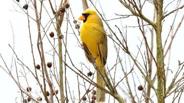 Un cardinal amarillo es, hoy por hoy, un pájaro raro y difícil de ver volando libre en la naturaleza de los Estados Unidos.