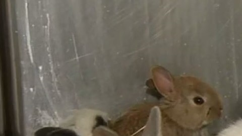 Algunos de los conejos que fueron parte del decomiso.