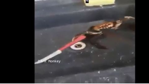 Cangrejo cuchillo