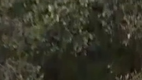 El árbol también dañó un auto.