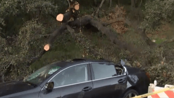 El árbol también dañó un auto.