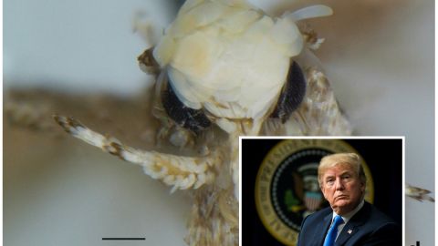 Polilla Trump