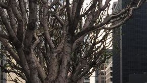 No está confirmado, pero el despliegue de seguridad hace pensar que Trump pasara ahí la noche.