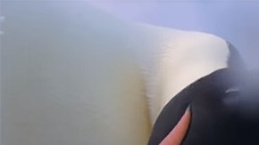 Dos pingüinos se hacen un selfie en la Antártida.