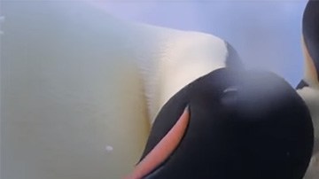Dos pingüinos se hacen un selfie en la Antártida.