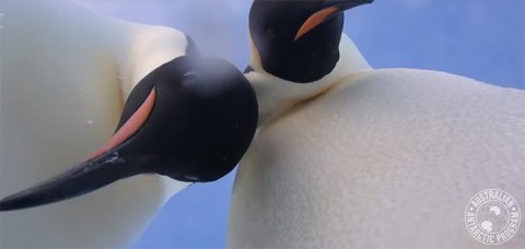 Dos pingüinos se hacen un selfie en la Antártida.
