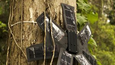 En esta lucha también participa la organización Rainforest Connection.