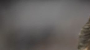 El 'Piojo' Herrera, director técnico de las Águilas del América. (Foto: Imago7/Etzel Espinosa)