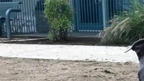 Leila tiene seis años y pesa 60 libras.