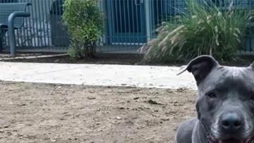 Leila tiene seis años y pesa 60 libras.