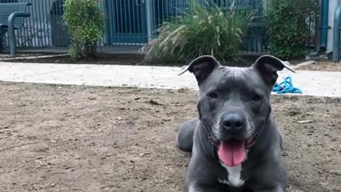 Leila tiene seis años y pesa 60 libras.