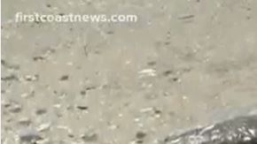 Extraña criatura aparece en mar de Georgia