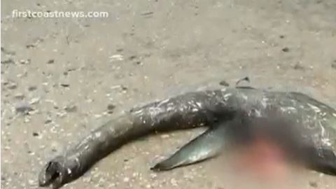Extraña criatura aparece en mar de Georgia
