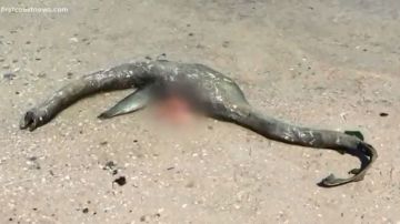 Extraña criatura aparece en mar de Georgia