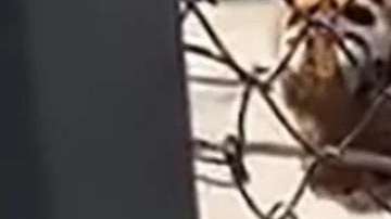 El animal, aparentemente, estaba cansado del cautiverio en el que lo tenían desde cachorro.