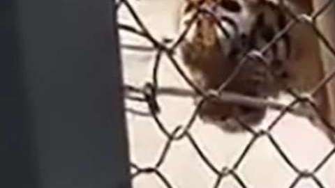 El animal, aparentemente, estaba cansado del cautiverio en el que lo tenían desde cachorro.