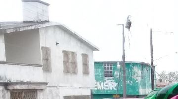 Piñata en forma de la bella alebrije Pepita.