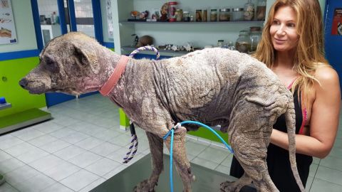 Este pobre perrito tenía una enfermedad en la piel y, además, un gusano en el corazón.