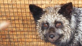 PETA recuerda cuán inhumana es una industria que a menudo arranca pieles a animales cuando aún están agonizando