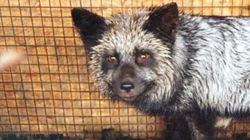 PETA recuerda cuán inhumana es una industria que a menudo arranca pieles a animales cuando aún están agonizando