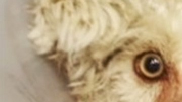 Activistas esperan que alguien denuncia al abusador y se lleve el dinero por su buena obra.