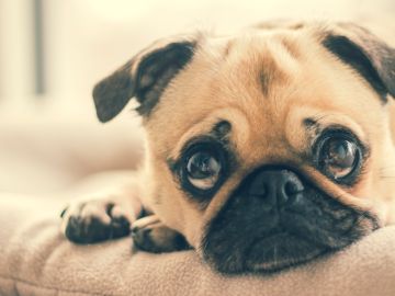 Perro
