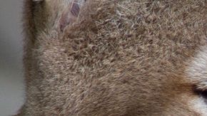 Harto independientes, los pumas suelen rehuir a los humanos, lo cual es ventajoso tanto para unos como para otros.