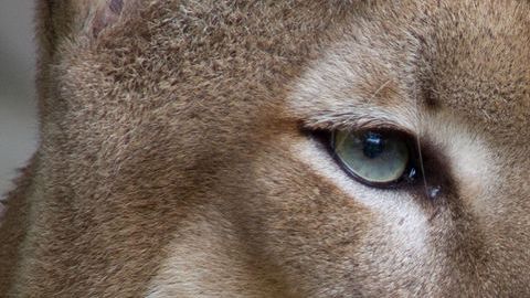 Harto independientes, los pumas suelen rehuir a los humanos, lo cual es ventajoso tanto para unos como para otros.