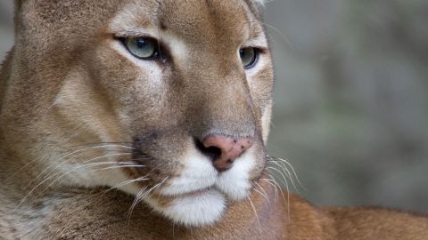 Harto independientes, los pumas suelen rehuir a los humanos, lo cual es ventajoso tanto para unos como para otros.